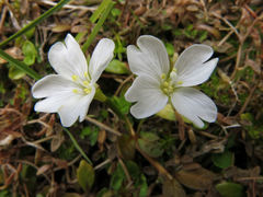 Epilobium angustum