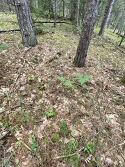 Diphasiastrum complanatum