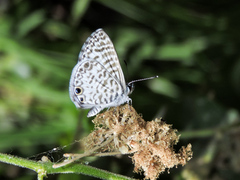 Leptotes cassius cassidula