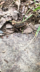 Lithobates palustris