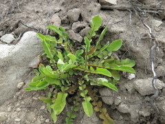 Sonchus novae-zelandiae
