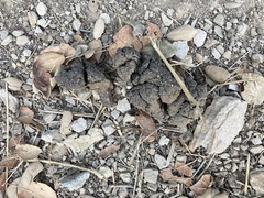 Odocoileus hemionus californicus