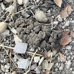 Odocoileus hemionus californicus