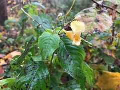 Impatiens edgeworthii