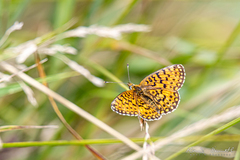 Boloria selene