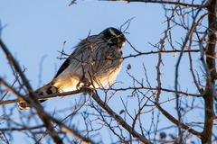 Spiziapteryx circumcincta