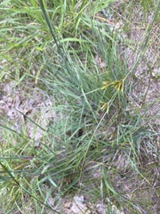 Cyperus houghtonii