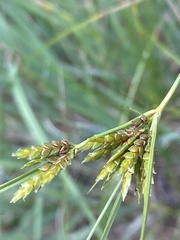 Cyperus houghtonii