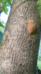 Lymantria dispar dispar