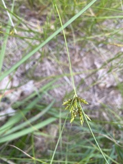 Cyperus houghtonii