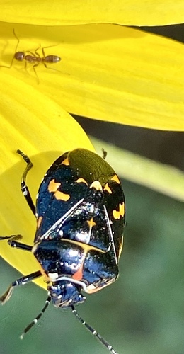 iNaturalist observation photo of Harlequin Bug