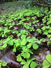 Oxalis oregana