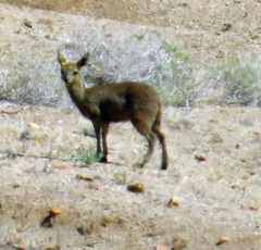 Oreotragus oreotragus