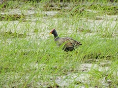 Gallicrex cinerea