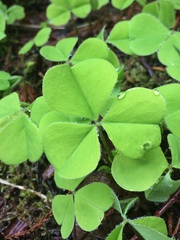 Oxalis oregana