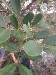 Zanthoxylum quinduense