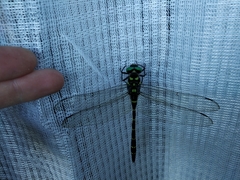 Anotogaster sieboldii