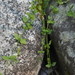 Stellaria crispa - Photo (c) Kaitlyn Kuzma-Wells, μερικά δικαιώματα διατηρούνται (CC BY-NC), uploaded by Kaitlyn Kuzma-Wells
