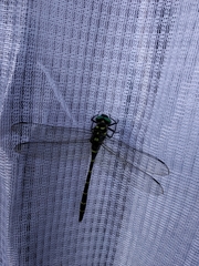 Anotogaster sieboldii