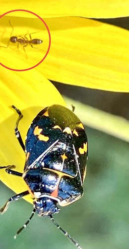 iNaturalist observation photo of Argentine Ant