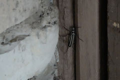 Epicauta atrivittata