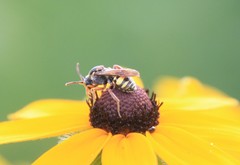 Nomada erigeronis
