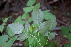 Rubus glaucifolius