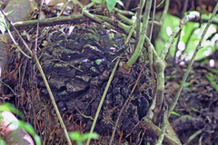 Dioscorea mexicana