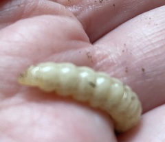 Eichlinia cucurbitae