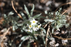 Oreocarya flavoculata