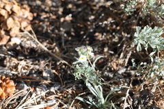 Oreocarya flavoculata