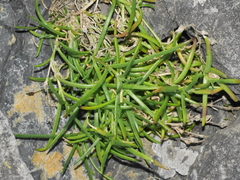 Spergularia tasmanica
