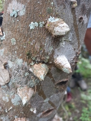 Zanthoxylum quinduense