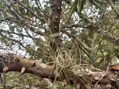 Zanthoxylum quinduense