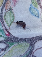 Arcitalitrus sylvaticus