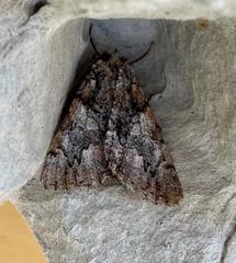 Catocala verrilliana