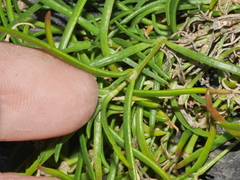 Spergularia tasmanica