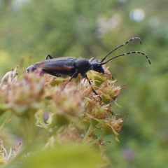 Brachyleptura brevis