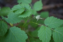 Rubus glaucifolius