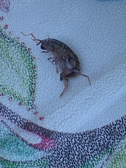 Arcitalitrus sylvaticus