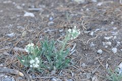 Oreocarya flavoculata
