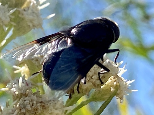 iNaturalist observation photo of Mexican Cactus Fly