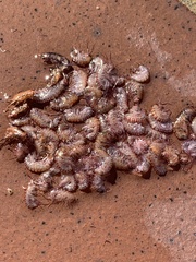 Arcitalitrus sylvaticus