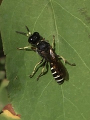 Ectemnius ruficornis