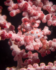 Hippocampus bargibanti