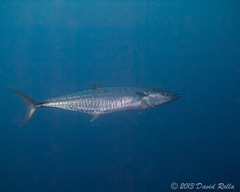 Scomberomorus commerson