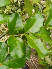 Tecomanthe
