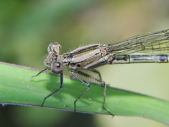 Argia extranea