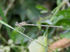 Argia extranea