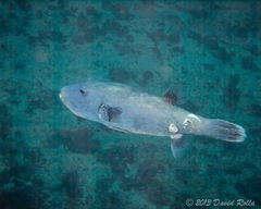 Arothron caeruleopunctatus